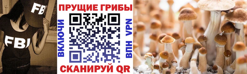 Галлюциногенные грибы мицелий  Купить  Дорогобуж 